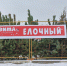 Где в Электростали можно купить живую новогоднюю ель - Regions.Ru